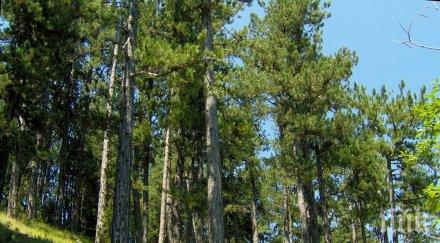 закопчаха трима заради сеч черен бор банско