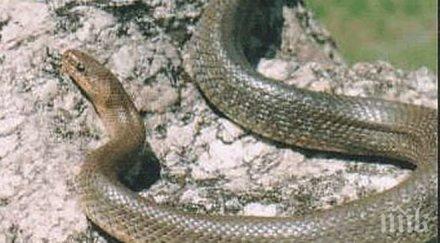 тайно знание живеем славянската година съскащия смок чака