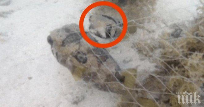 Водолазът открива тази риба – уловена в мрежата, но внимавай за рибата точно до него!