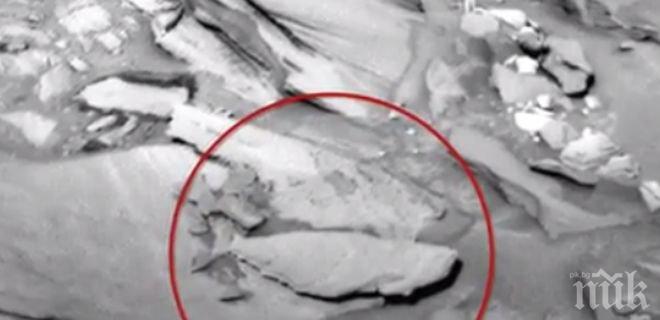 Откриха риба на Марс (видео)
