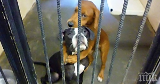 Стартират нова кампания за кучетата в Мездра
