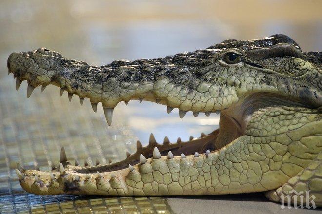 Крокодил погълна руски турист в Индонезия