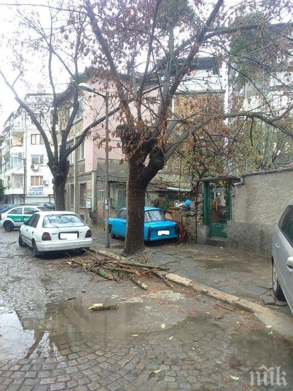 Правят огледи за опасни дървета в Пазарджик
