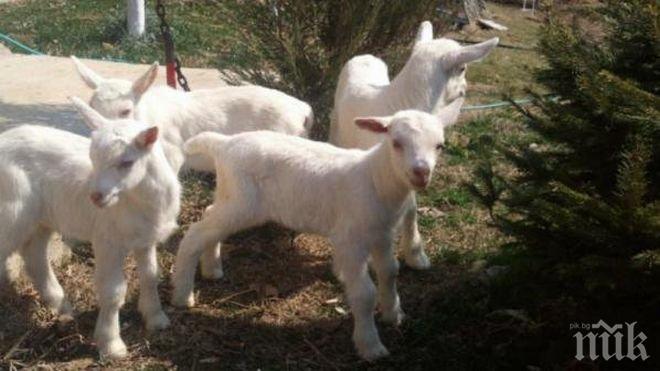 Задигнаха седем ярета край Беловец
