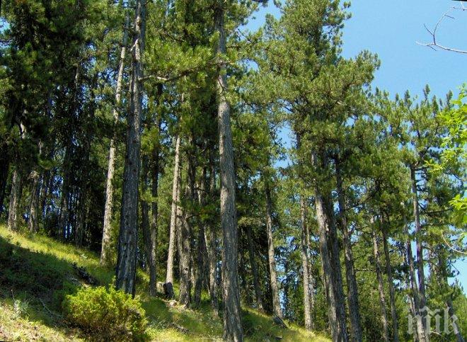 Закопчаха трима заради сеч на черен бор в Банско