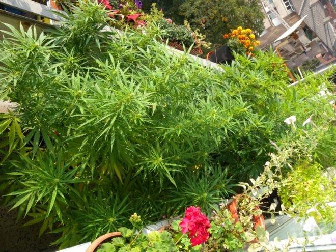 Разкриха две модерни домашни наркооранжерии