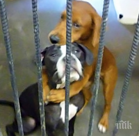 Прокуратурата възложи проверка заради насилие над животни в столицата