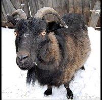 Спасиха козел, увиснал на рогата си на електрическа жица (видео)