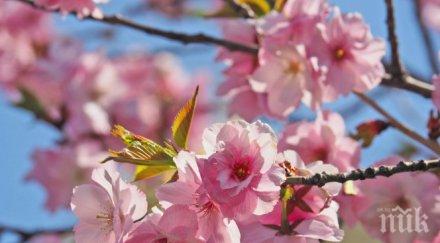 цъфтят японските вишни софия снимки