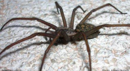 близкият родственик паяка разкрива еволюционни тайни