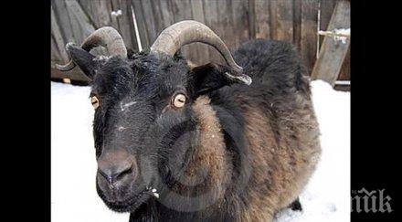 спасиха козел увиснал рогата електрическа жица видео