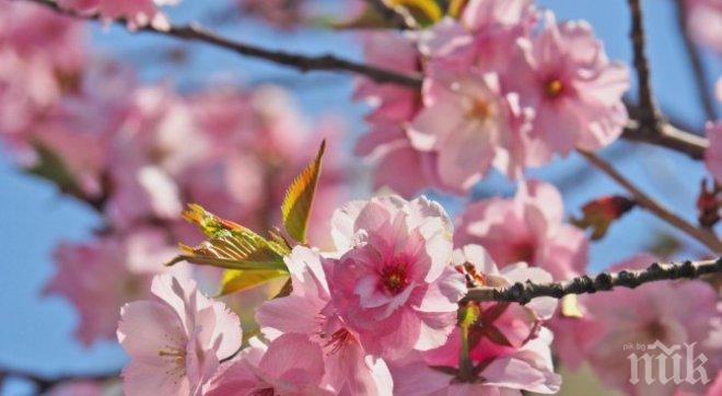 Цъфтят японските вишни в София (снимки)