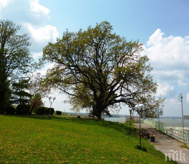 Изследователи създадоха “прозрачно дърво”