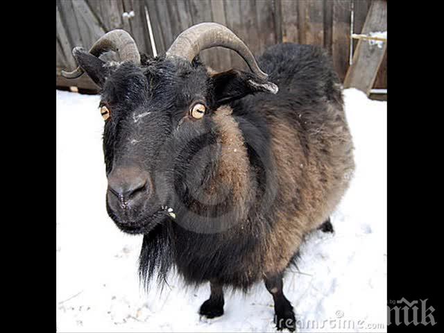 Спасиха козел, увиснал на рогата си на електрическа жица (видео)