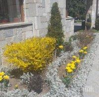 Нови цветя красят курорта Банско
