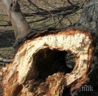 Отсечено дърво блокира движението между две села