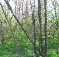 Започва Седмицата на гората