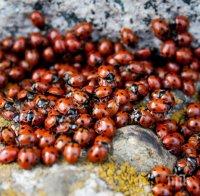 Учени алармират за инвазия на калинки по света