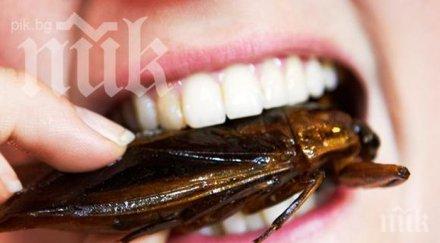 обработка гризачи започва ямбол