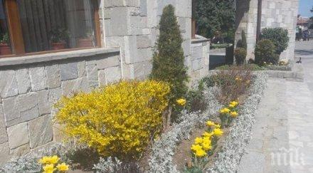 цветя красят курорта банско