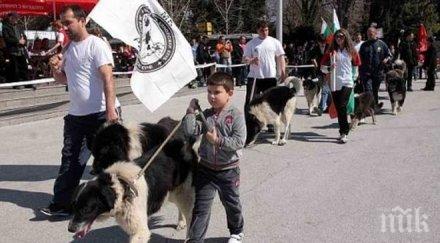 показват синьо куче киноложка изложба пловдив