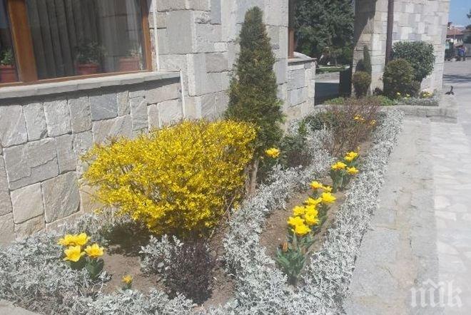 Нови цветя красят курорта Банско
