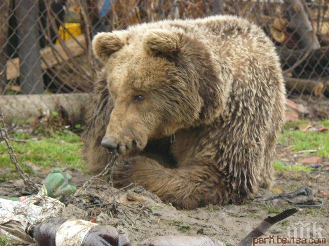 Паркът за танцуващи мечки край Белица отвори врати
