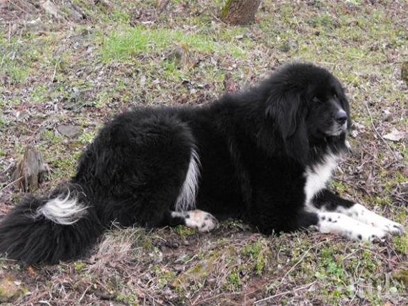 Психично болен храни прасетата си със заклани кучета
