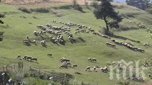 Откриха овчар в безпомощно състояние