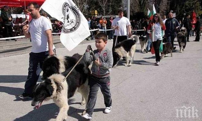Показват синьо куче на киноложка изложба в Пловдив