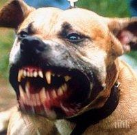 Жестокост! Луд садист убил куче, за да учи питбула си за улични боеве (снимка 18+)
