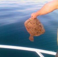 Забраната за улов на калкан е в сила