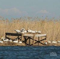 Втора колония на пеликани в България