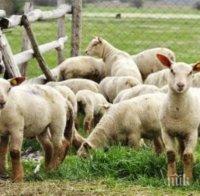 Откраднаха агнета и овце
