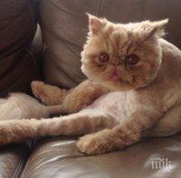 Пожарникари спасиха заклещена котка в магазин