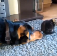 Това куче дава от себе си всичко, за да се сприятели с котката, а какво се случва? Ще паднеш от смях!