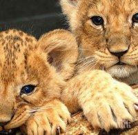 Край на лъвовете и тигрите в зоопарковете