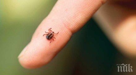 марсилска треска плъзна старозагорско