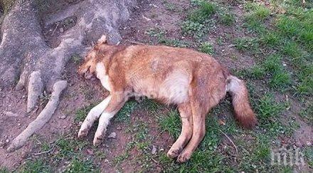 отрова покосява уличните животни варна