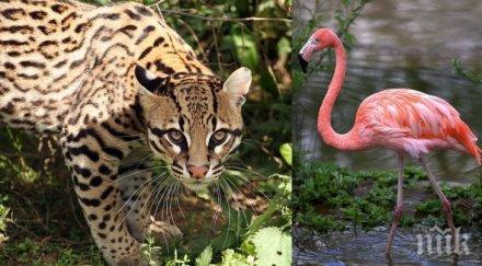 пловдивският зоопарак остава без тигри лъвове жирафи слонове