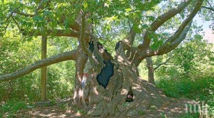 започва седмицата гората