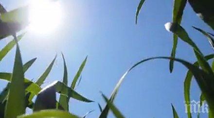 пик започна първото третиране препарати житните култури