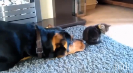 куче дава себе всичко сприятели котката случва паднеш смях