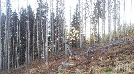 повече миналата година залесяването настоящата година