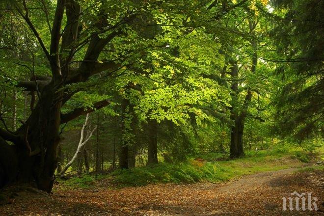 Пловдив се включва в Седмицата на гората
