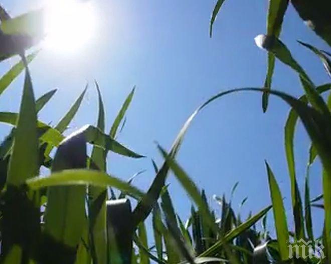 Започна първото третиране с препарати на житните култури