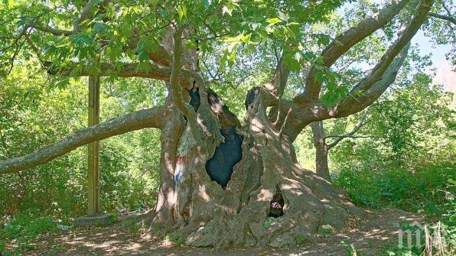 Започва Седмицата на гората