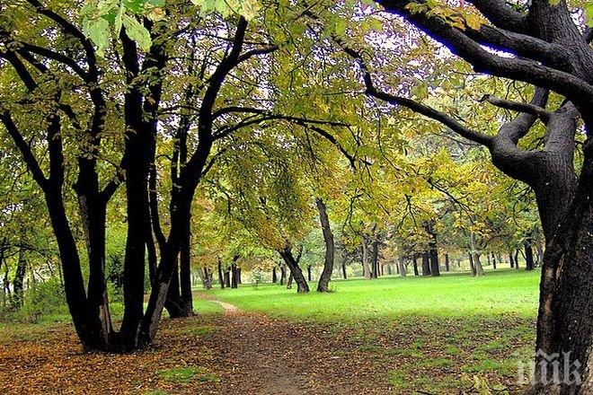 15 дръвчета засадиха в парк „Кольо Фичето” във Велико Търново
