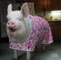 Свинско сърце е продължило да бие в тяло на павиан в продължение на години