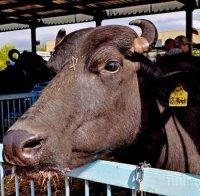 БАБХ тръгна на проверки по фермите за говеда и биволи